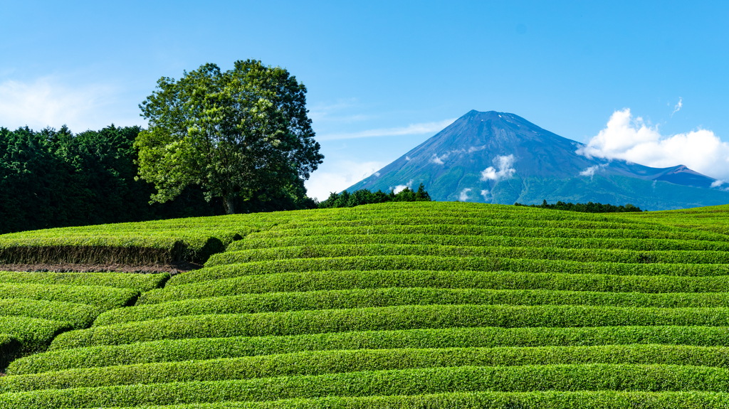 二番茶