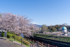 桜寸景 門池公園2