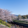 桜寸景 門池公園2