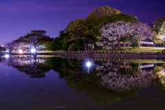 門池の夜桜