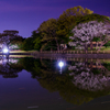 門池の夜桜