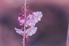 實相寺の枝垂れ桜