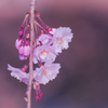 實相寺の枝垂れ桜