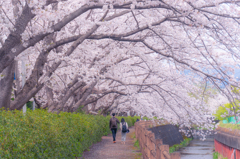 桜寸景　門池3