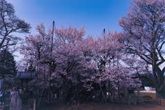 山高神代桜