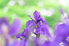 初夏の花　2