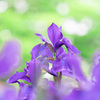 初夏の花　2