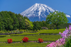 初夏の彩り