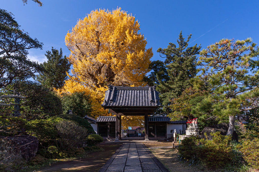 秋の霊山寺2