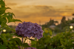 紫陽花と蚊柱