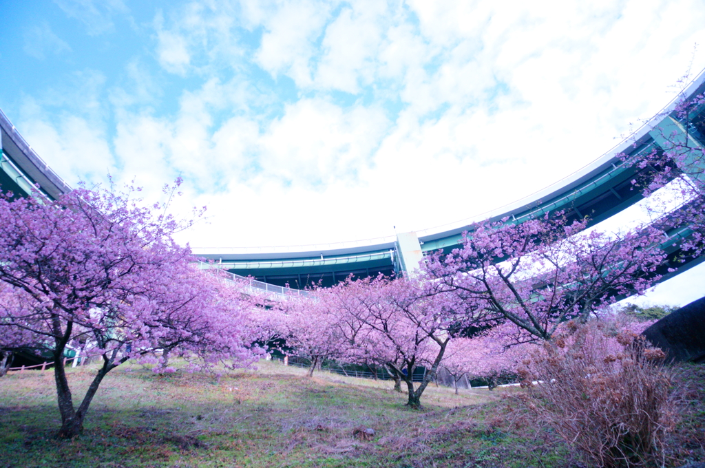 河津桜とループ橋