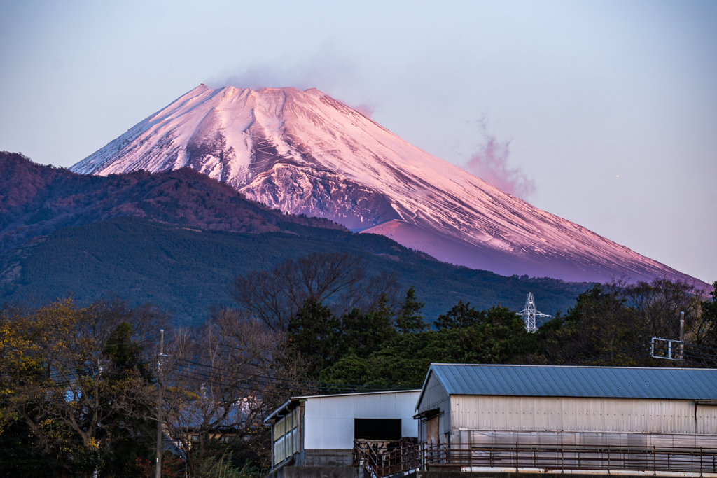 紅富士と牛舎