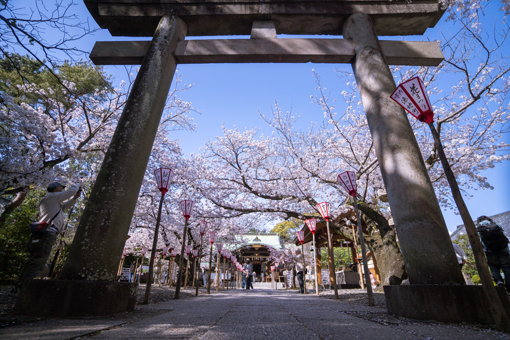 桜寸景　日枝神社2