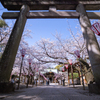 桜寸景　日枝神社2