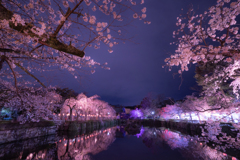 夜桜　三島大社