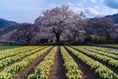實相寺の桜と水仙