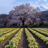 實相寺の桜と水仙