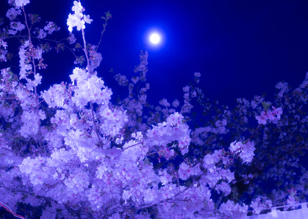 夜桜＿月＿三島大社