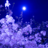 夜桜＿月＿三島大社