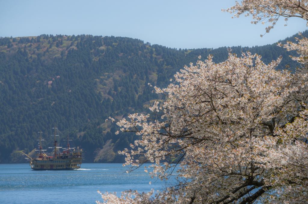 芦ノ湖の桜