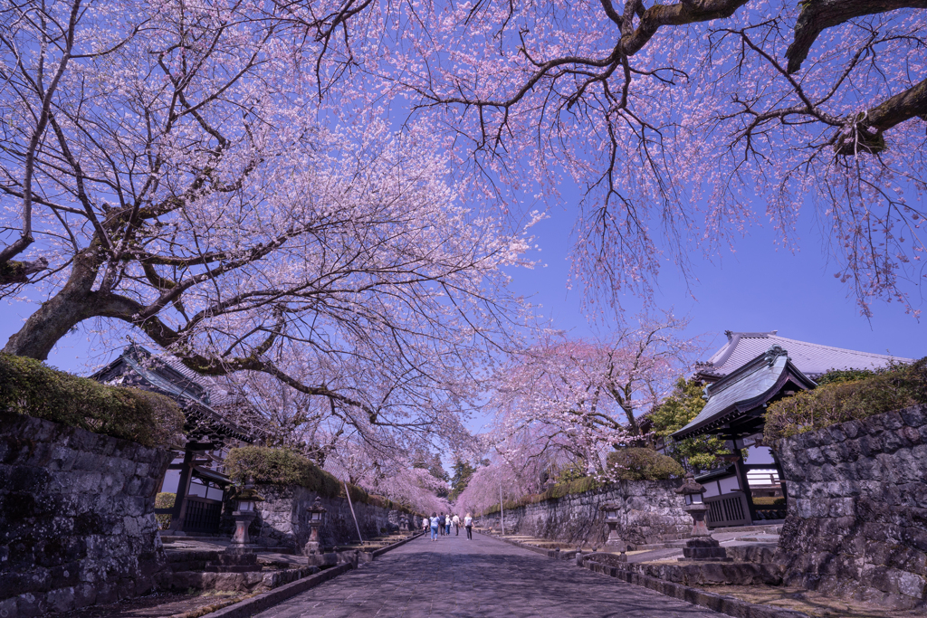 枝垂れ桜の参道