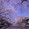 枝垂れ桜の参道