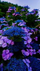 照江寺の紫陽花