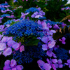 照江寺の紫陽花