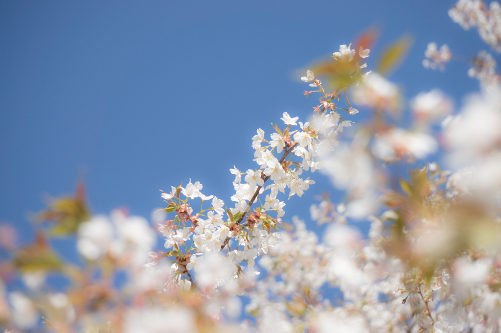 葉桜