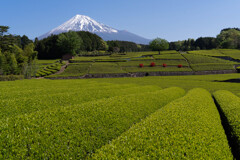 新茶の季節