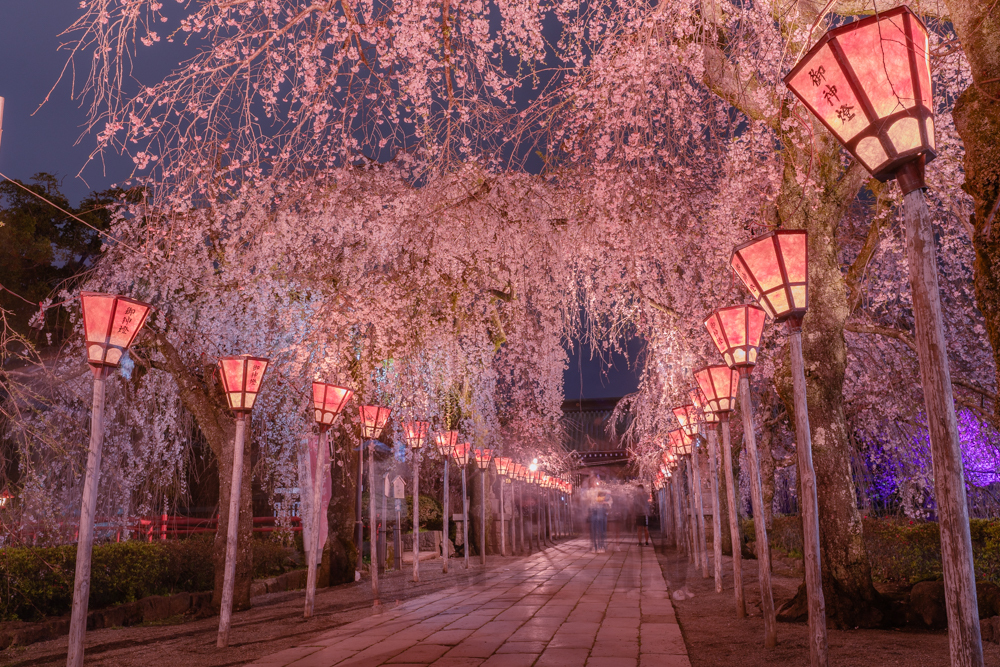 御神灯と夜桜