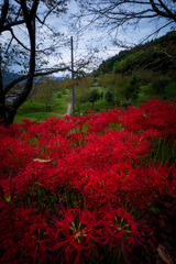 興徳寺の彼岸花3
