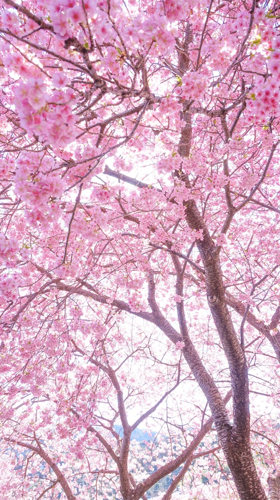 河津桜まつり