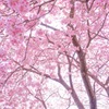 河津桜まつり