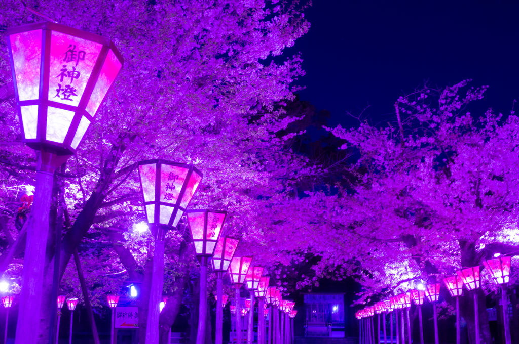 夜桜と御神燈