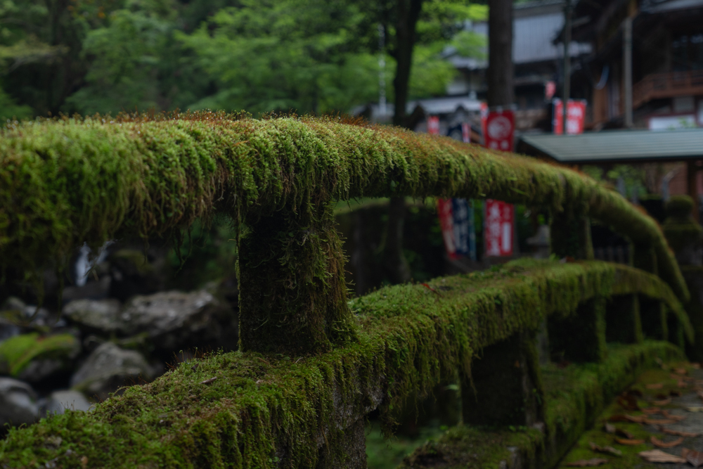 苔生す