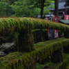 苔生す