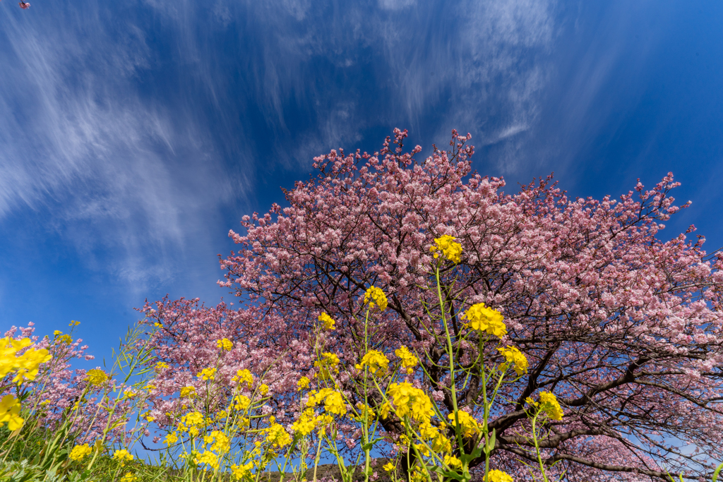 青　桜　黄色