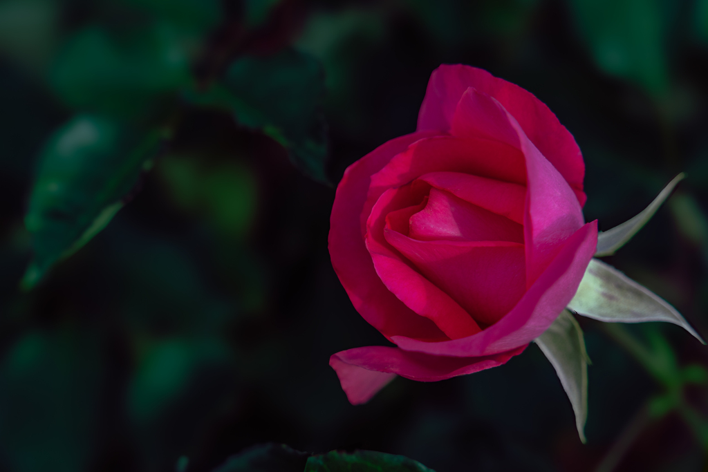 春薔薇