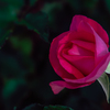 春薔薇