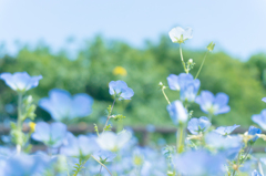 ネモフィラ　～くりはま花の国～１