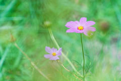 フィルター越しの花