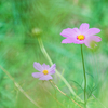 フィルター越しの花