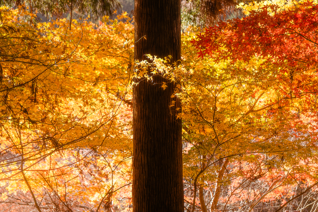 晩秋の紅葉２