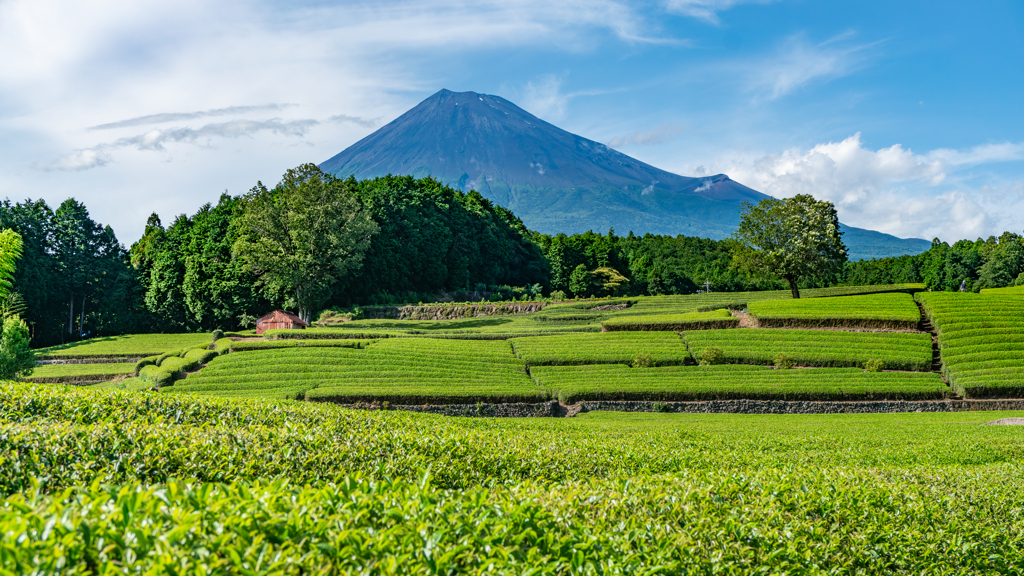 初夏の茶畑と富岳