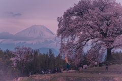 わに塚の桜