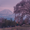 わに塚の桜