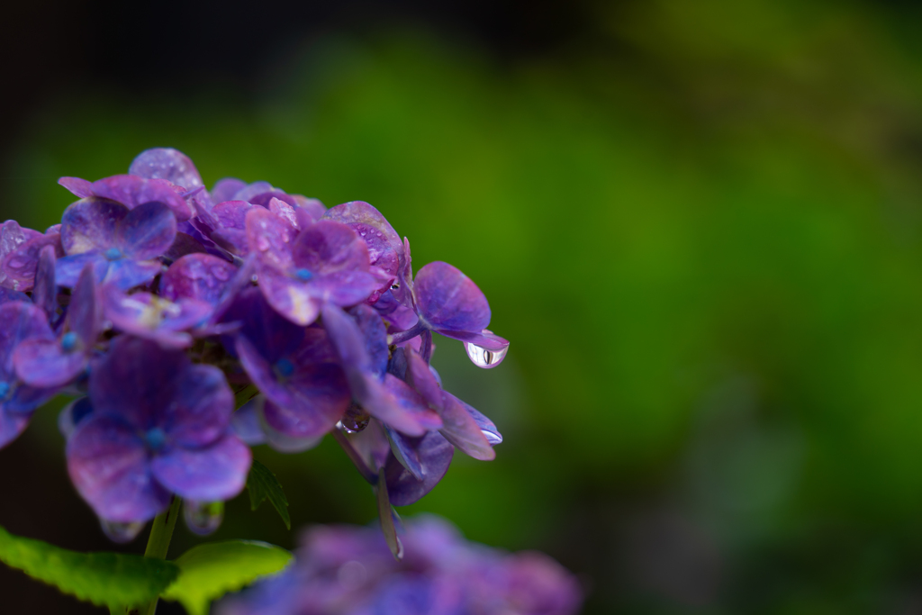 ６月の花