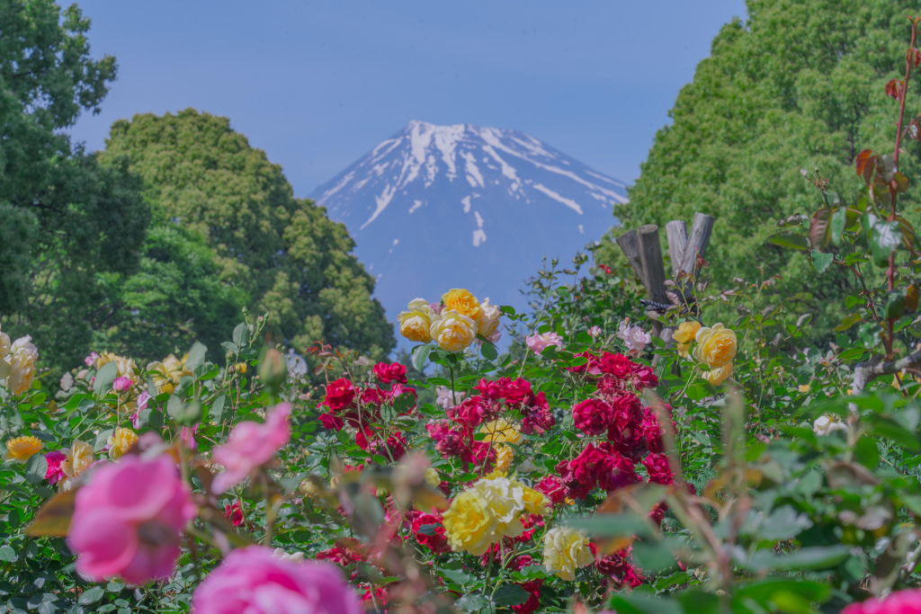 バラに富士