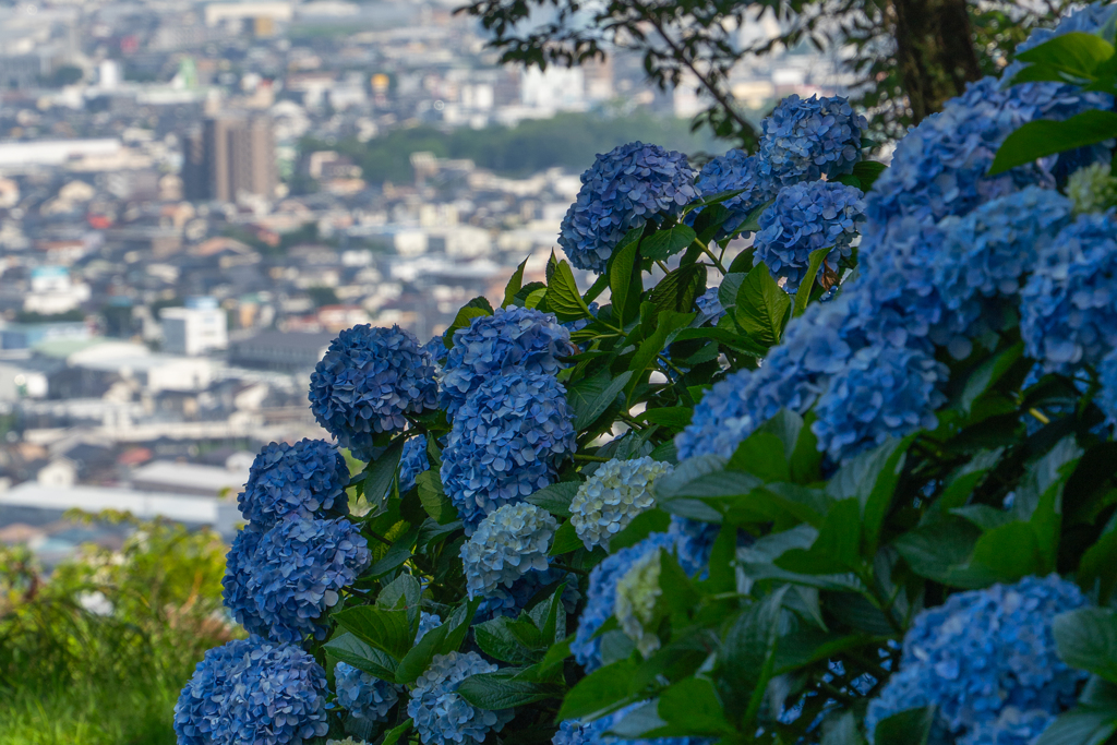 富士市街と紫陽花